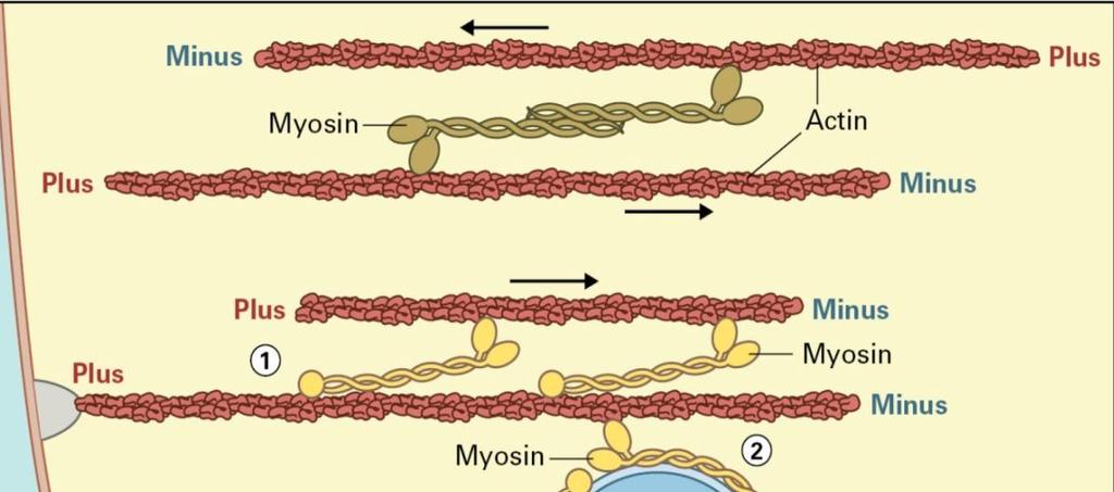 22 Myosin aktivuje mnoho typů buněčné pohyblivosti, včetně aktinových filament Svaly Myosin II s dlouhými ocásky tvoří