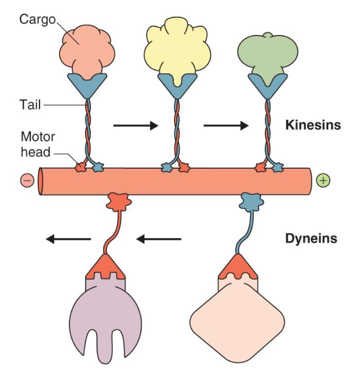 23 Dynein a kinesin interagují s mikrotubuly Kinesin transportuje náklad k + konci mikrotubulu; kinesin transportuje vezikuly a je zapojen v tvorbě mitotických