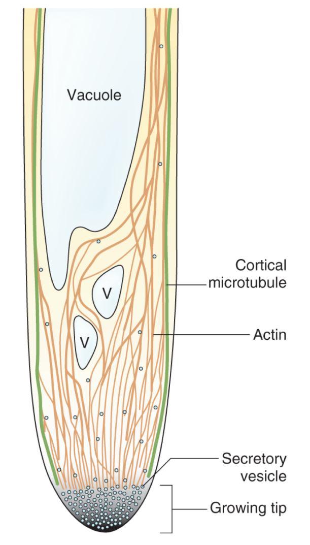 Aktinová filamenta úloha v exocytóze (pylové láčky, kořenové vlásky) 26 Exocytóza lokalizovaná na rostoucím apikálním konci Polarizovaná aktinová vlákna dodávají sekreční vezikuly do špičky.