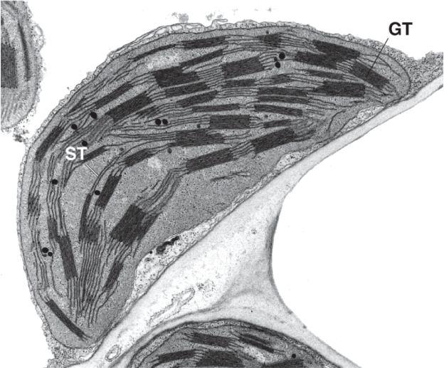 vyskytují se zde fotosyntetické pigmenty Rubisco