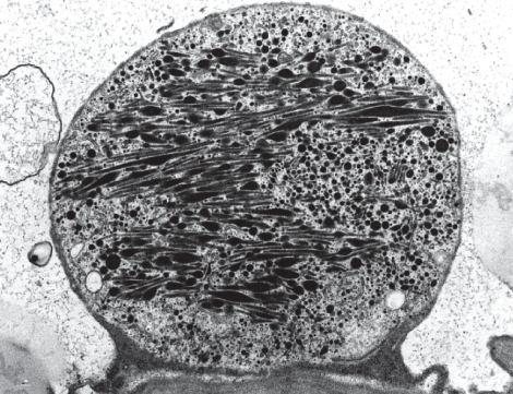 Chromoplasty 9 Žluté,