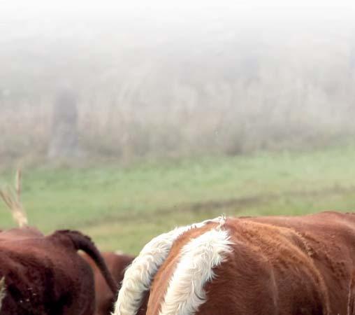 Plemeno eno měsíce Hereford Herefordský skot patří mezi jedno z nejstarších a nejrozšířenějších masných plemen skotu, které je schopno i v extrémních klimatických podmínkách produkovat za relativně