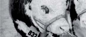Od roku 1963 AHA také experimentálně zahájila testaci výkrmu potomstva býků ve feedlotech s jejich následnou porážkou.