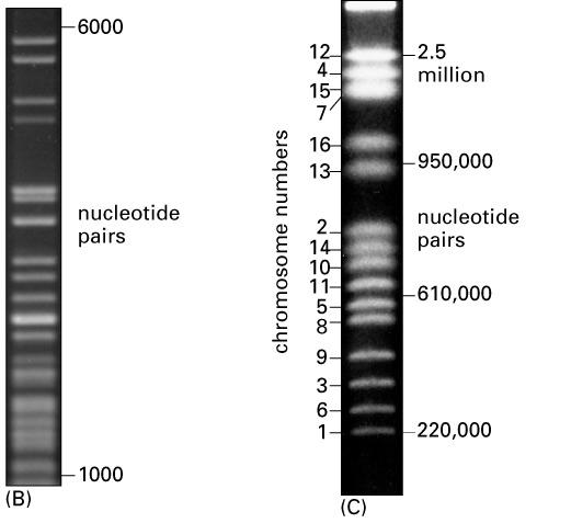 Southern blot / Northern blot Hledání určité sekvence DNA/RNA pomocí sondy Fragmenty DNA/RNA separujeme v agarosovém gelu Převedení dsdna na ssdna - NaOH