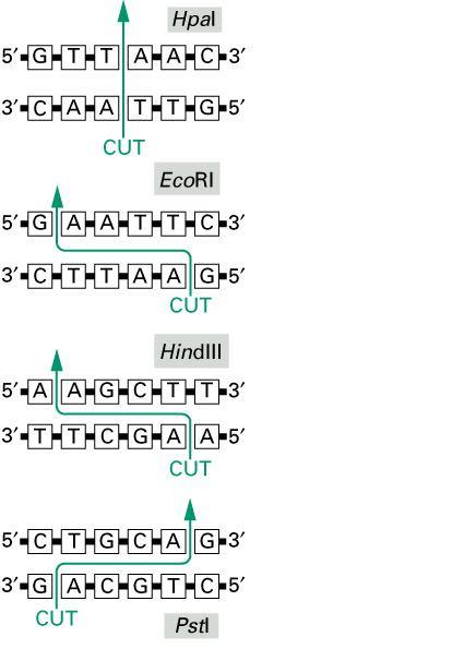 Gen může být přesná kopie původního genu Gen může být upravenou verzí původního genu Umožňuje to technologie rekombinantní DNA Restrikční endonukleasy Restrikční štěpení a ligace DNA Baktérie dokážou