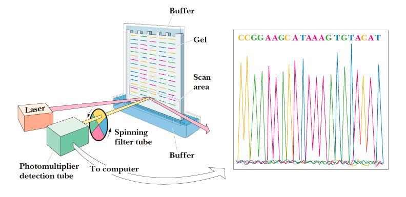 Automatický DNA sekvenátor Odvození sekvence proteinu z DNA Nové metody sekvenování genomu (High-throughput genome