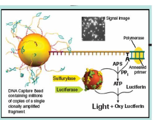 ATP sulfurylasa s adenosin 5 -phosphosulfátem převede PPi na ATP. 3.