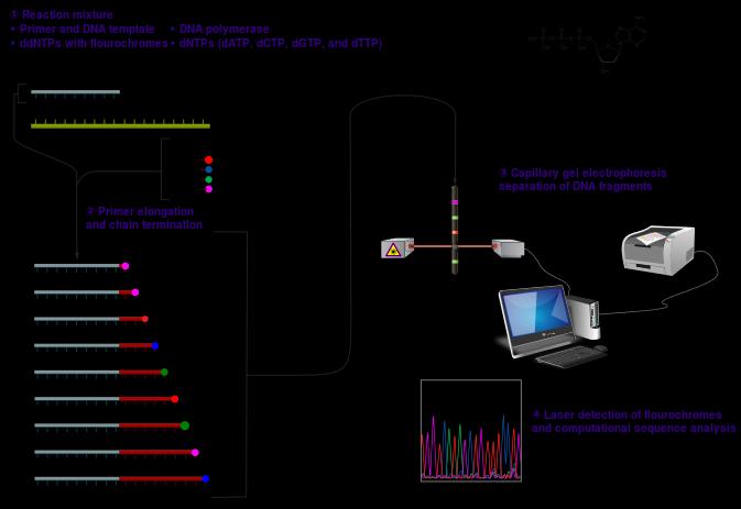 Sanger Chain termination method Součásti reakce dntps (ATCG) dideoxyntps (nemají 3 -OH skupinu, Značené fluorescenčně) DNA