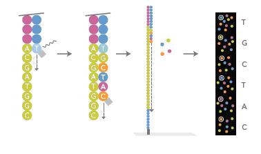Illumina/Solexa Průběh sekvenační reakce Přidání primerů ve směsi s DNA polymerázou a fluorescenčně značenými dntp Nukleotidy jsou na 3'-konci modifikovány tak, že umožňují