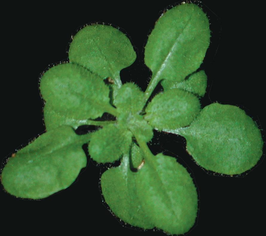 2) Co je Arabidopsis a proč je tak atraktivní, že se stala modelovou rostlinou? 4 Arabidopsis thaliana (L.) Heynh.
