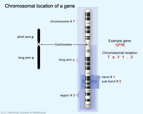 Cytogenetická mapa Pozice genů selektivní barvení Sekvence a