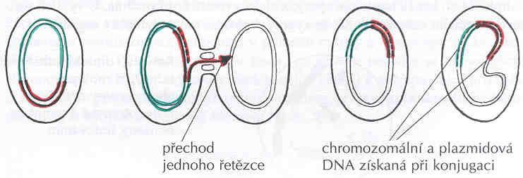 kopie bakteriálního chromozomu (jen část) - vzniká nová