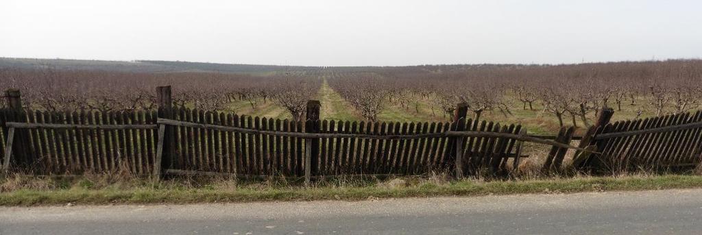 Většina sadů je ve svahu, který se táhne od Vítova až za Luníkov. Orná půda mezi sady není oddělena svodným prvkem, což může být problém při přívalové srážce. Obr. 3.