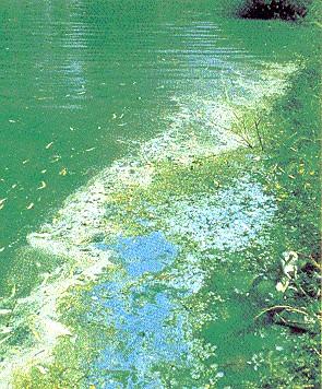sinicový vodní květ (pozorování přírodního vzorku) Planktonní