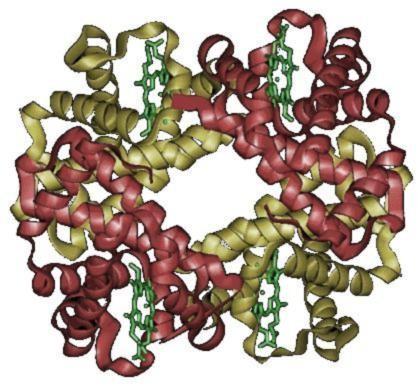 Kvartérní struktura počet a prostorové uspořádání podjednotek (řetězců) v bílkovinné