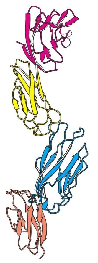 Domény jsou relativně samostatné kompaktní globulární oblasti oddělené nestrukturovaným polypeptidem Multidoménový protein Pyridinová dehydrogenasa Typy domén (každá má specifickou funkci) doména pro