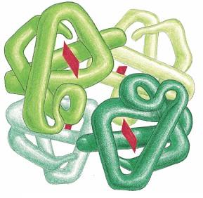 Kvartérní struktura hemoglobinu α 1 α 1 2 β 2 β 1 4 2 β 2 2 β 1