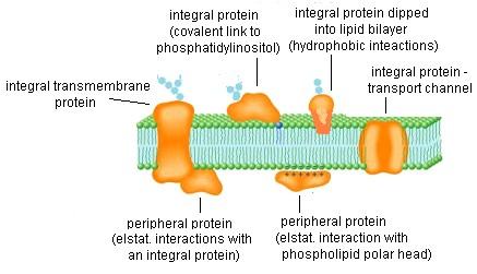 Membránové proteiny integrální protein kovalentní vazba k PIP integrální protein zanořený do PL dvojvrstvy integrální transmembránový.