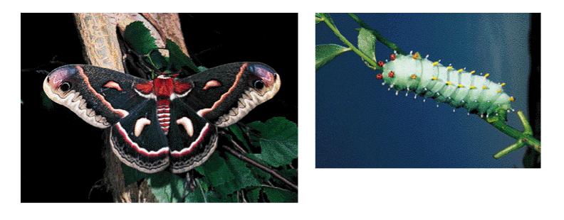 Cecropiny Produkovány motýlem Hyalophora cecropia Indukovány když dojde k bakteriální infekci