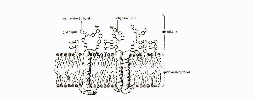 3. SACHARIDY - tvoří 2-10% hmoty biomembrány - vyskytují se