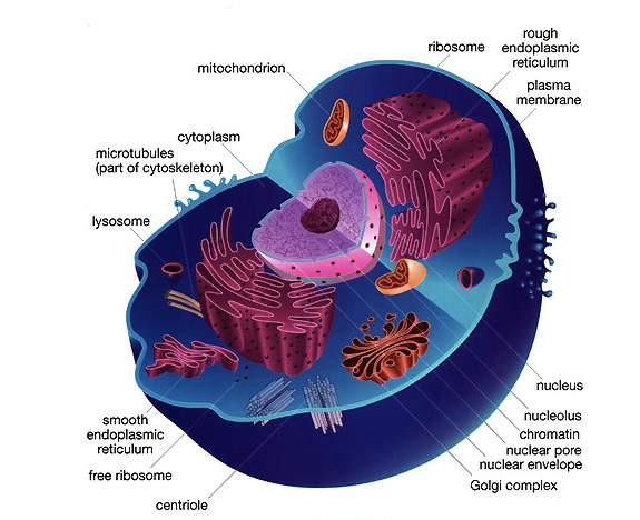 cytoplazma plazmatická membrána