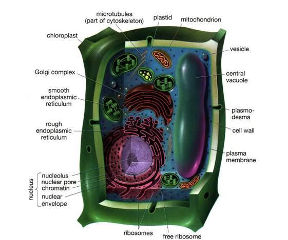 ROSTLINNÁ BUŇKA chloroplast mikrotubule plastid