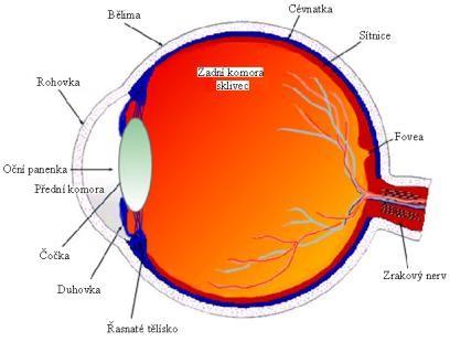 Stavba oka Rohovka, přední komora, duhovka, zornice, čočka,