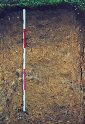 na velmi vysoké úrovni. S hodnotami cca 140 160 mg kg -1 je draslík v organominerálních i iluviálních horizontech nadstandardní a souvisí s obohacováním půdy draslíkem z nefelinických forem bazaltu.