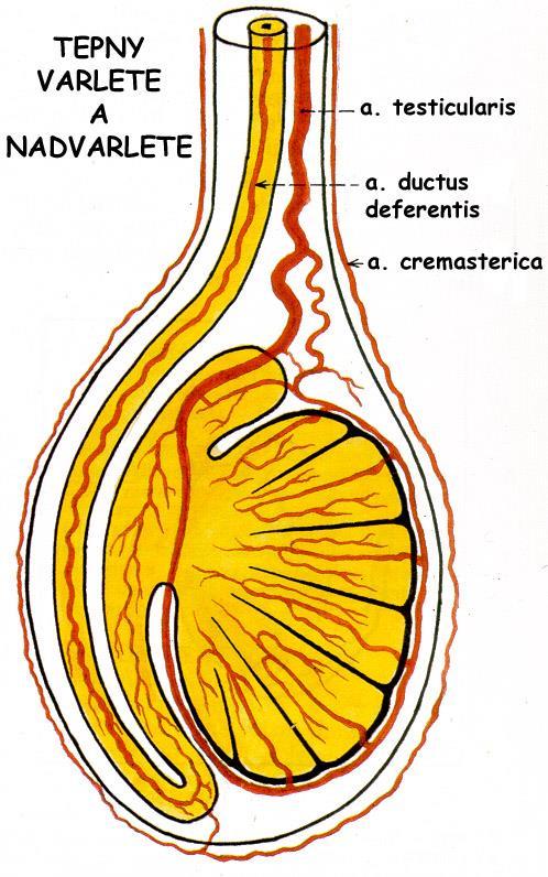 Varle + nadvarle aorta abdominalis a. testicularis větve vstupují do lalůčků z periferie, nikoli z centra! a. iliaca interna a.