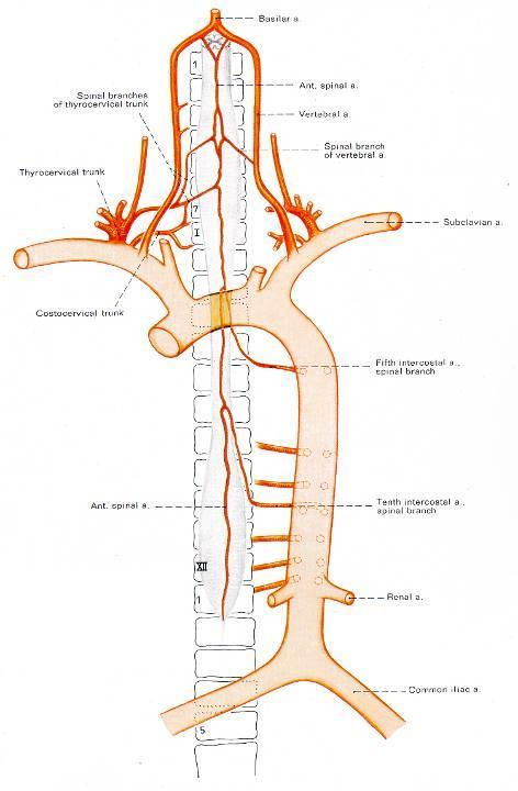 Zdrojnice rr. spinales a. vertebralis a. cervicalis ascendens a. cervicalis profunda aa.