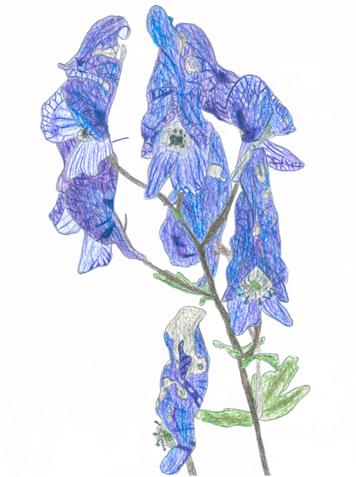 Oměj šalamounek (Aconitum plicatum) Oměj má řídké květenství s velkými souměrnými modrofialovými květy.
