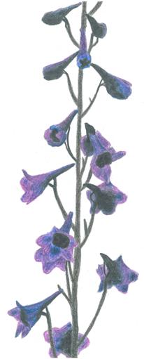 Stračka vyvýšená (Didelphium elatum) Stračka vyvýšená je vytrvalá bylina s lodyhami