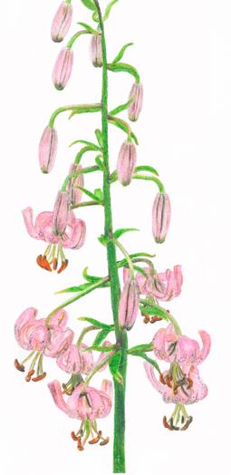 Lilie zlatohlavá (Lilium martagon) U nás na Rýchorách rostou dva druhy lilií, a to lilie zlatohlavá a lilie cibulkonosná.