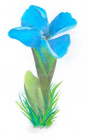 Hořec brvitý (Gentiana ciliata) Někdy též hořeček či trličník brvitý je lysá, až 30 cm