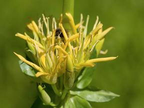 Hořec žlutý (Gentiana lutea) Jak už z názvu vyplývá, je žlutý.