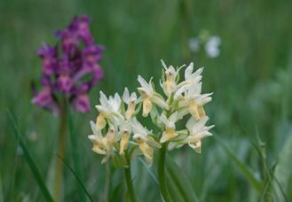 Ze všech rýchorských orchidejí kvete jako první, často od