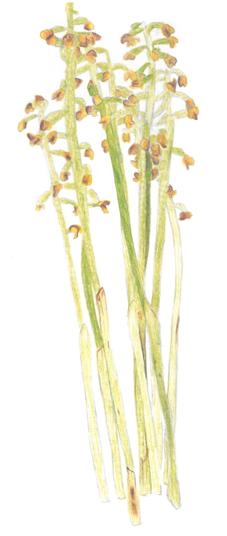 Korálice trojklanná (Corallorhiza trifida) Nejvzácnější orchidejí, kterou vám v této publikaci