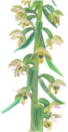 Kruštík širolistý pravý (Epipactis helleborine) Další orchideje, patřící do květeny Rýchor a dosvědčující botanickou významnost této krkonošské rozsochy, jsou kruštíky.