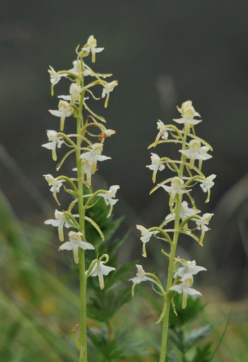 Vemeník zelenavý (Platanthera chlorantha) Poslední dvojici orchidejí, vybranou pro reprezentaci rýchorské flóry, představuje vemeník zelenavý a vemeník
