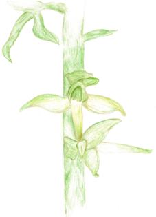 Vemeník dvoulistý (Platanthera bifolia) Vemeník dvoulistý je řazen do kategorie C3, tedy mezi ohrožené druhy.