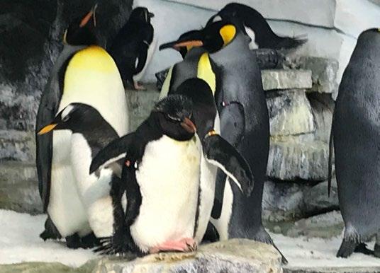 Opět neskutečná nádhera a originalita. Nejvíce nás zde zaujal pavilon tučňáků.
