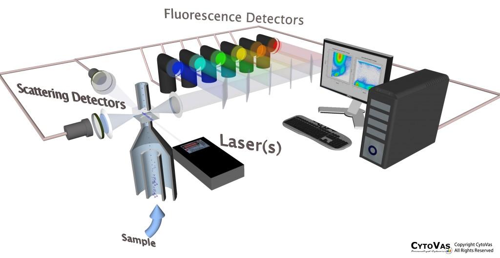 Tři hlavní systémy průtokového cytometru Fluidní systém transport částic k laserovému paprsku Optický systém laser, zrcadla a