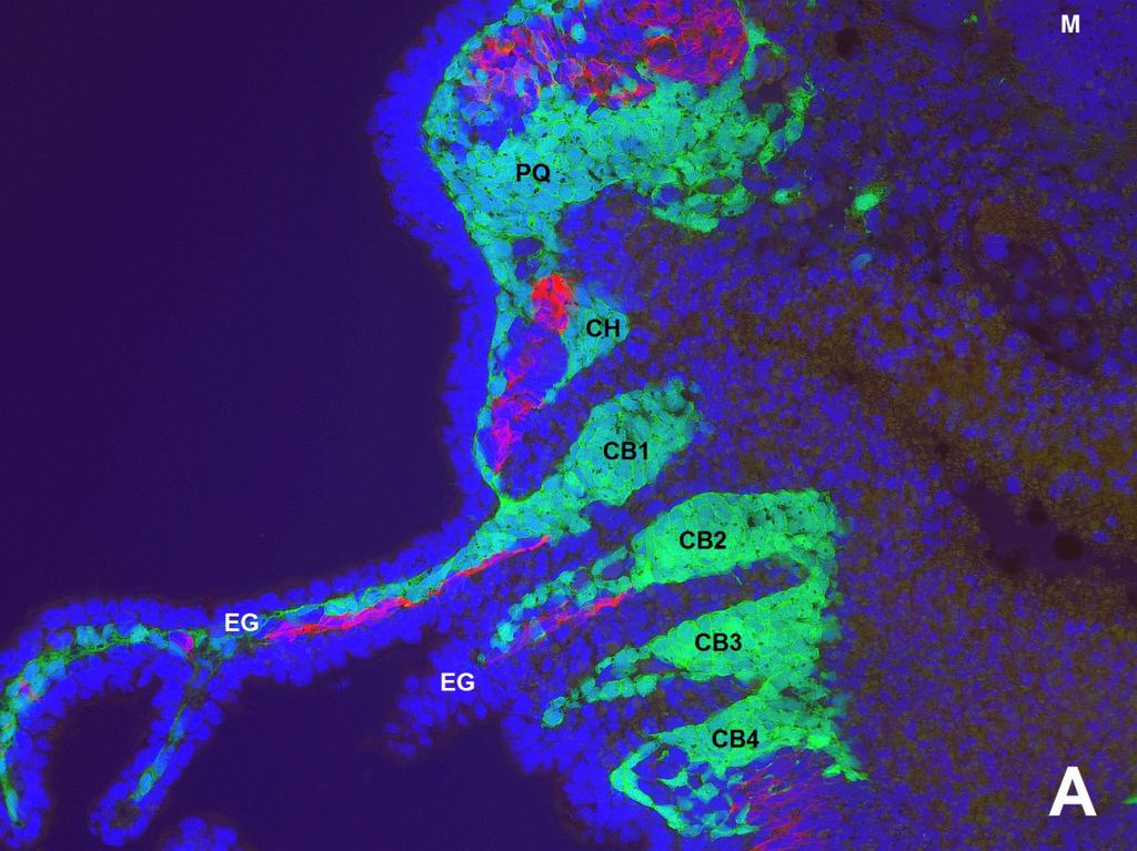 Výsledky Obr. 17 Mezenchym vnějších žaber je tvoře buňkami neurální lišty.
