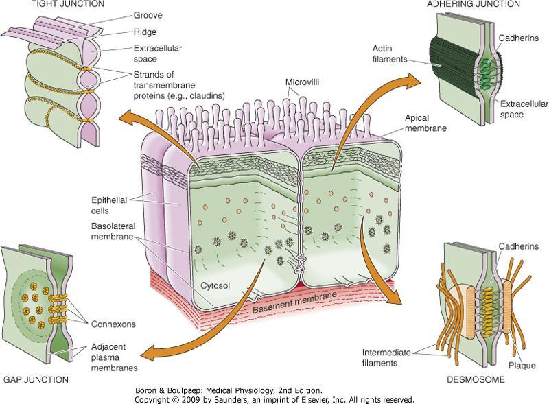 Spojovací komplexy