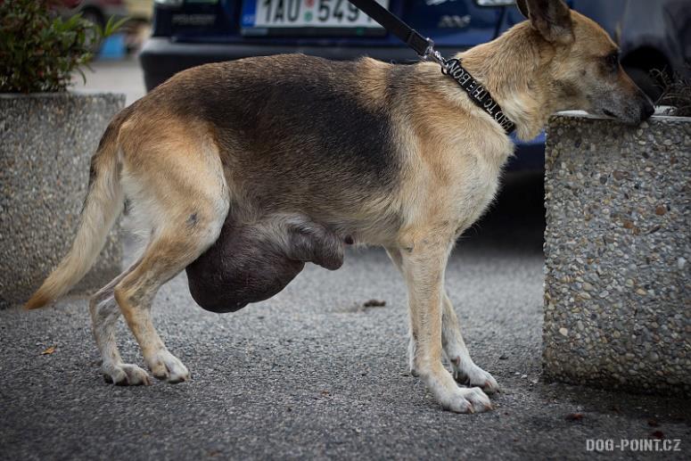 Zajímavosti Nejvážnější a nejzajímavější případy psů v naší péči Tínka Zhruba dvouletá fena křížence s oboustrannou periferní