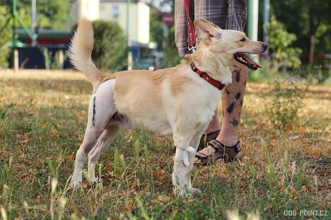 mléčné lišty. Max Maxe přivedl majitel na veterinu s tím, že jej chce uspat, že o něj zakopl a pes má zlomenou nohu.