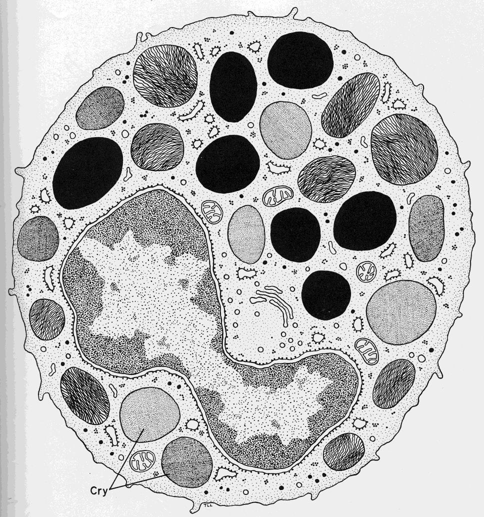 Bazofilní granulocyty Méně než 1% Velikost 12-15 μm Jádro rozděleno do nepravidelných laloků, ale není vidět, protože je překryto