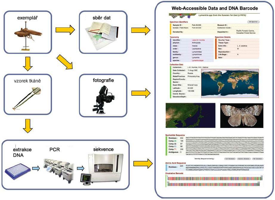 2. Ze vzorků se v laboratořích pomocí PCR získá požadovaná sekvence DNA čárového kódu. Tyto údaje pak putují do databází, v kterých probíhá další zpracování.