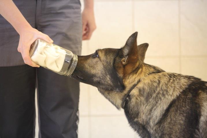 hledá v řadě sklenic sklenici s ukrytým pamlskem a ochotně tuto sklenici označuje naučeným způsobem. Dále se pes učí načichávat pach z pachového sorbentu.