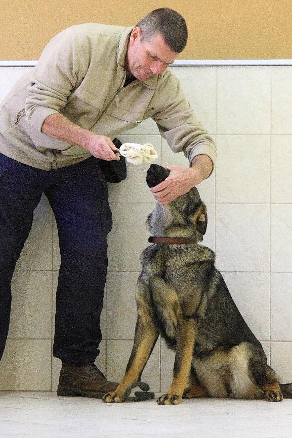 Sorbent může být předložen psovi k načichání tak, že ho psovod drží peánem nebo tak, že je celou dobu umístěn ve sklenici a pes si přičichává ke sklenici.
